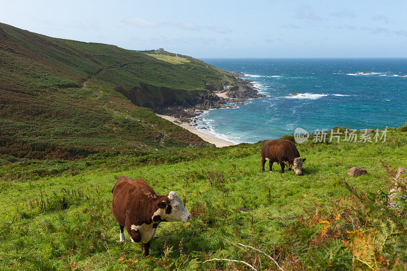 圣艾夫斯西南部康沃尔郡海岸的Portheras Cornwall，有奶牛和乡村